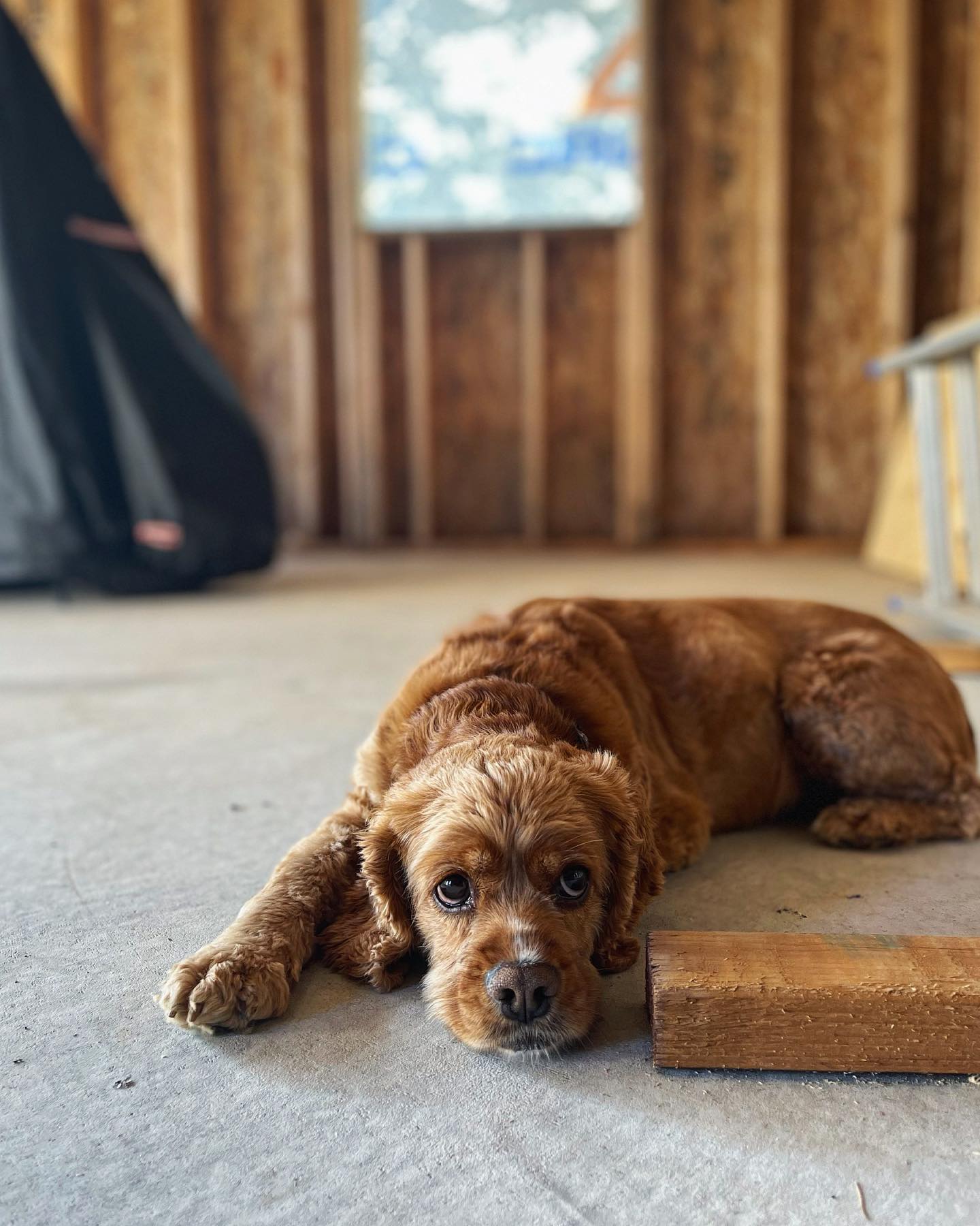 Rosie et la construction.
